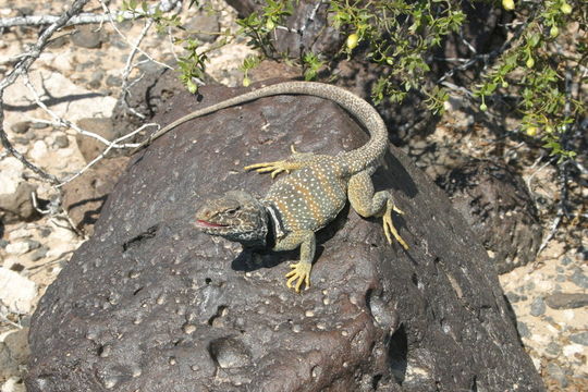 Image of Great Basin Collared Lizard