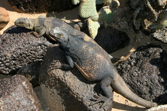 Sivun Chuckwalla kuva