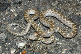 Image of Desert Night Snake