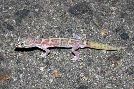 Image of Western Banded Gecko