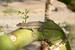 Urosaurus ornatus (Baird & Girard 1852) resmi