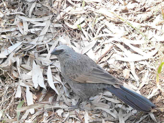 Image of Apostlebird