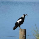 Image of Australian Magpies