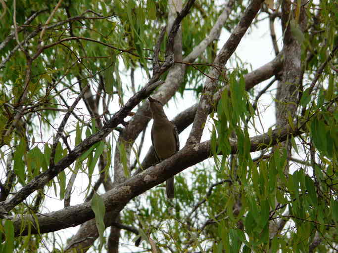 Image of Great Bowerbird