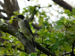 Image of Grey Butcherbird