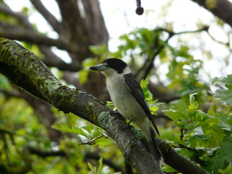 Image of Grey Butcherbird