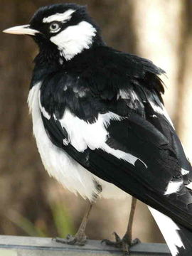 Image of Magpie-lark