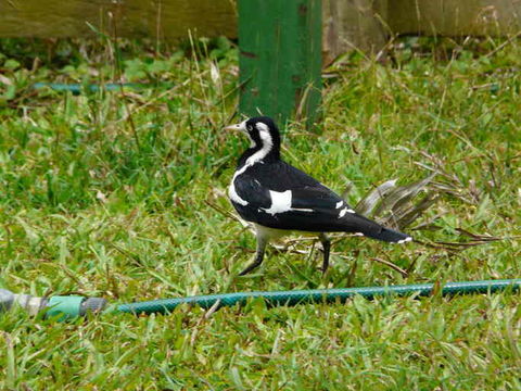 Image of Magpie-lark