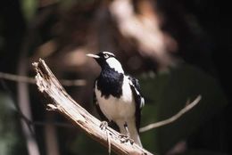 Image of Magpie-lark