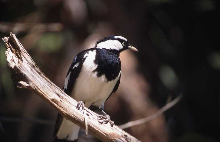 Image of Magpie-lark