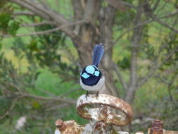 Image of Superb Fairy-wren