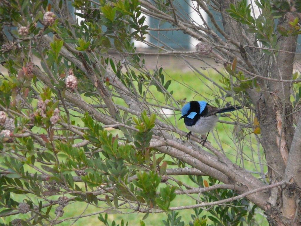 Image of Superb Fairy-wren