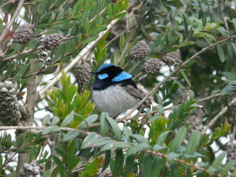 Image of Superb Fairy-wren