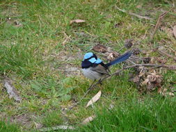 Image of Superb Fairy-wren