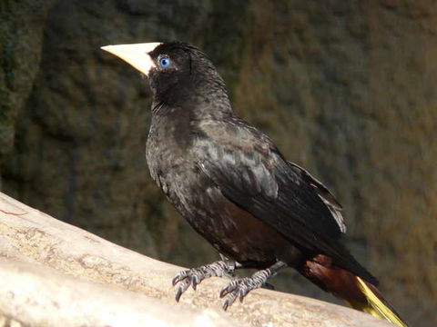 Image of Crested Oropendola