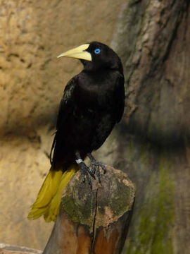 Image of Crested Oropendola