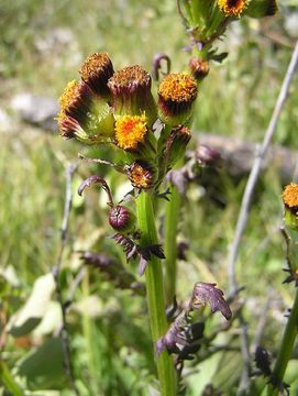 Image of Rayless Mountain Groundsel