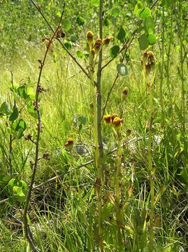 Image of Rayless Mountain Groundsel