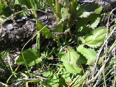 Image of Rayless Mountain Groundsel