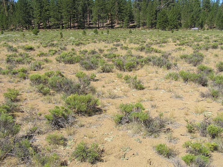 Image of Suksdorf's milkvetch