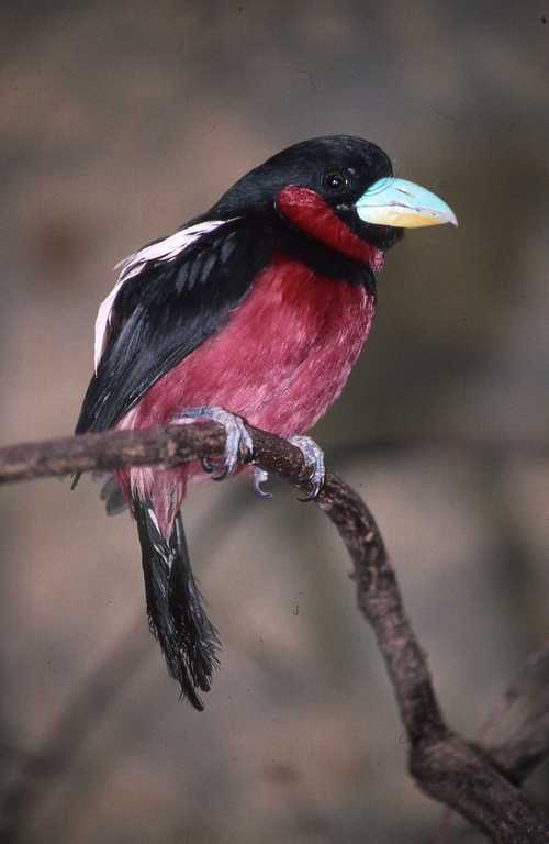 Image of Black-and-red Broadbill