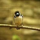 Image of Blue-billed and Wattled Broadbills