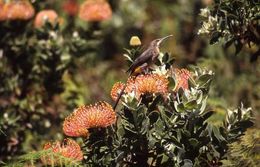 Image of Cape Sugarbird