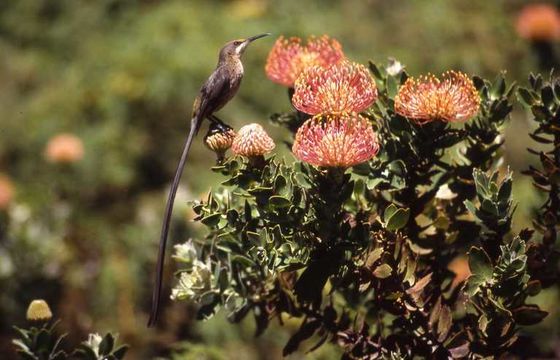 Image of Cape Sugarbird