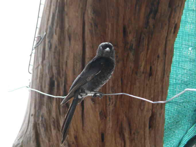 Image of Fork-tailed Drongo