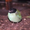 Image of Hooded Pitta