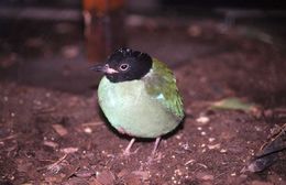 Image of Hooded Pitta