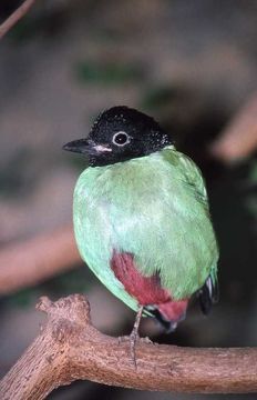 Image of Hooded Pitta