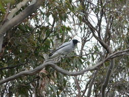 Image of Black-faced Cuckoo-shrike