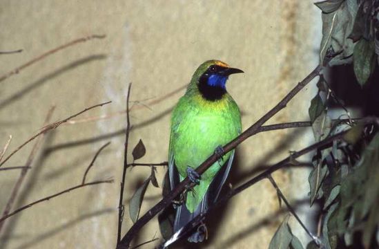 Image of Golden-fronted Leafbird