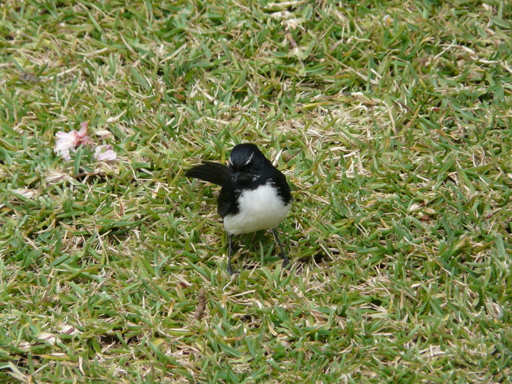 Image of Willie Wagtail