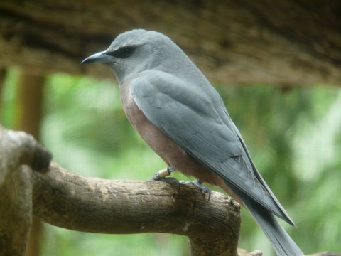 Image of White-browed Woodswallow