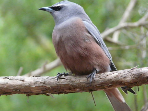 Image of White-browed Woodswallow