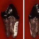 Image of <i>Anthracokeryx ulnifer</i>