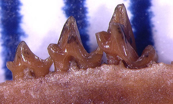 Sivun Batodonoides vanhouteni Bloch et al. 1998 kuva