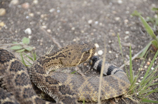 Image of Western Diamond-backed Rattlesnake