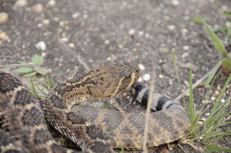 Image de Crotalus atrox Baird & Girard 1853