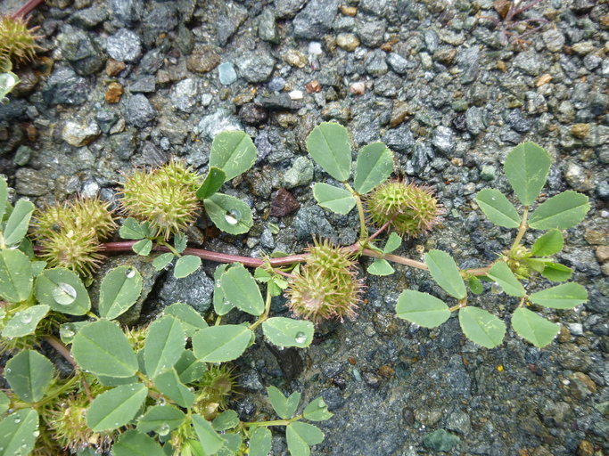 Image of burclover