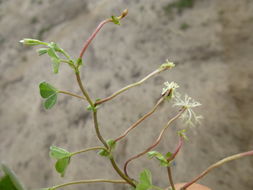 Image of subterranean clover