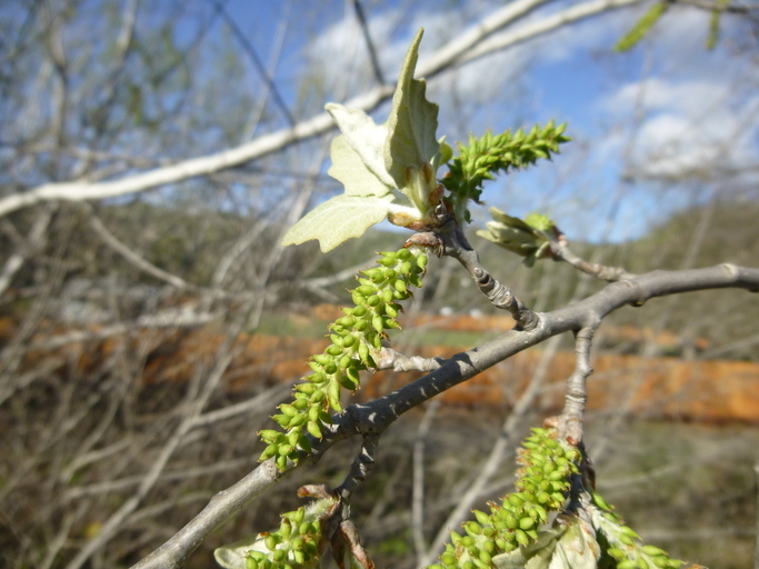 Image of White Poplar