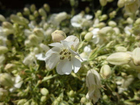 Image of sea campion