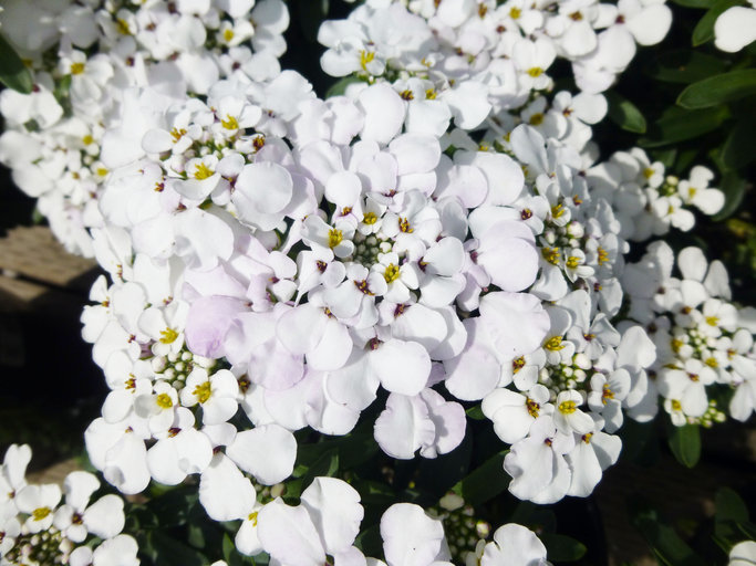 Plancia ëd Iberis sempervirens L.