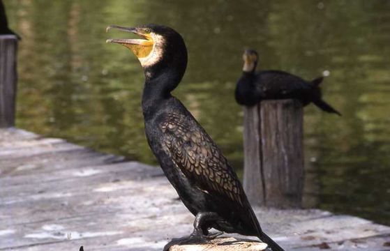 Image of Black Shag