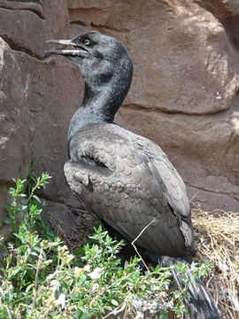 Image of Bank Cormorant