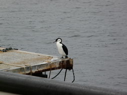 Plancia ëd Phalacrocorax fuscescens (Vieillot 1817)