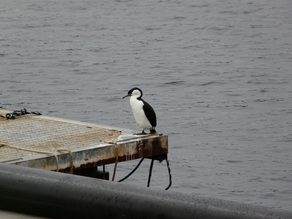 Image of Black-faced Cormorant